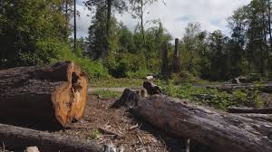 Delavan, IL Tree Services Company