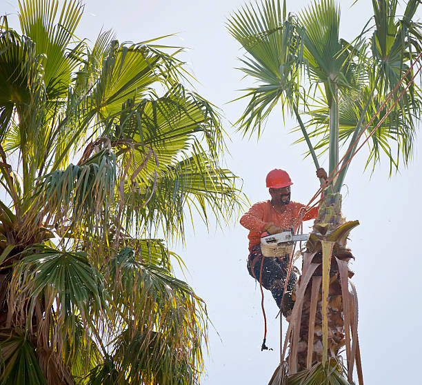 How Our Tree Care Process Works  in  Delavan, IL